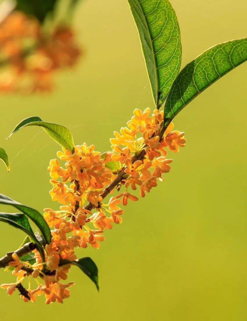 金秋,唯美食与爱不可辜负_桂花