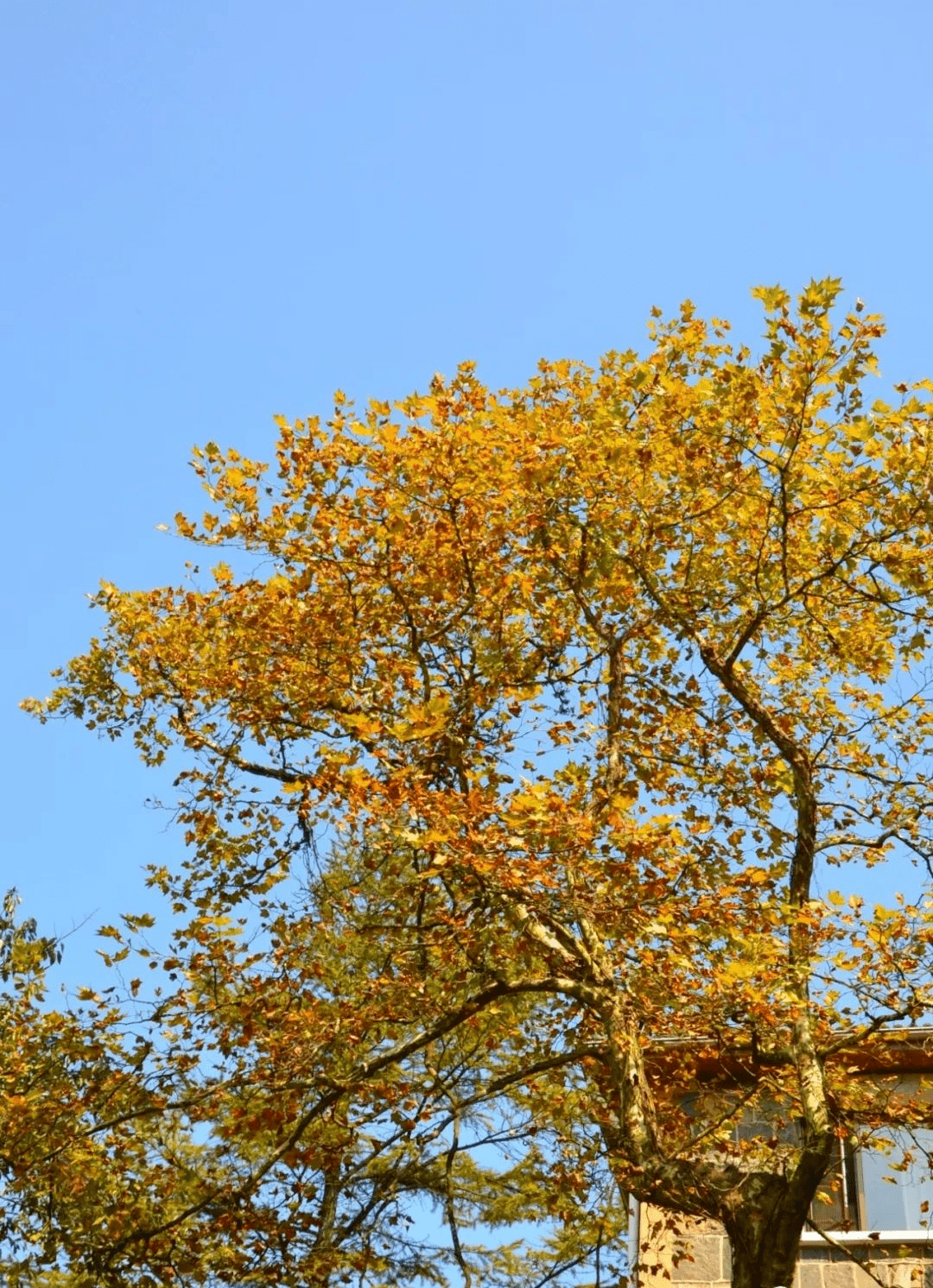 漫天飄落梧桐雨莫干山下的路邊種滿了梧桐樹德清的秋景韻味還體現在那