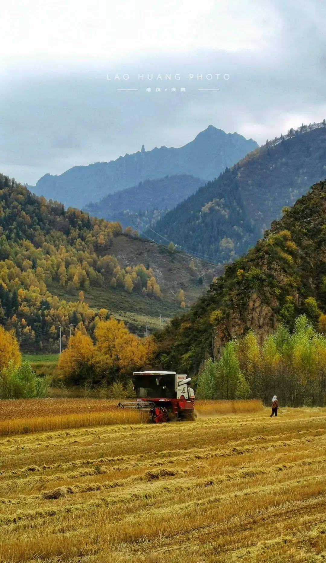 青海这波秋景美得让人屏住呼吸