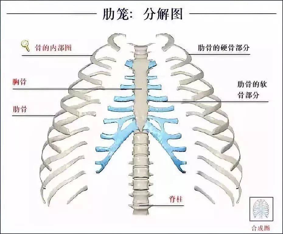 女性人体解剖生理学图片