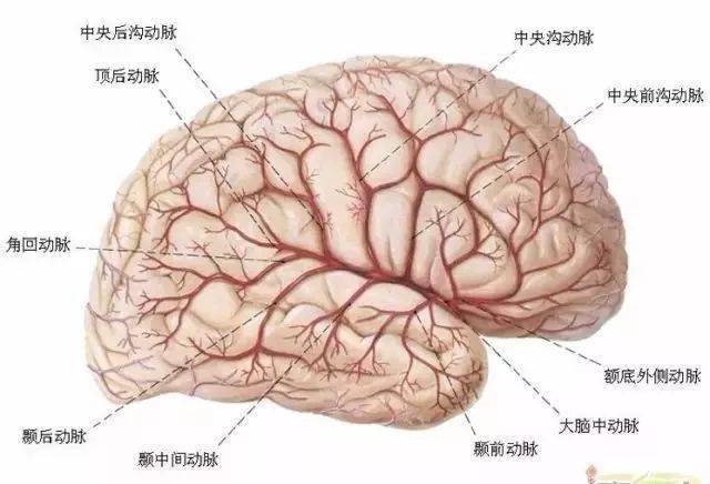 各種剖面圖海馬和穹窿基底核腦島小腦皮質結構神經分佈圖人腦區域圖磁