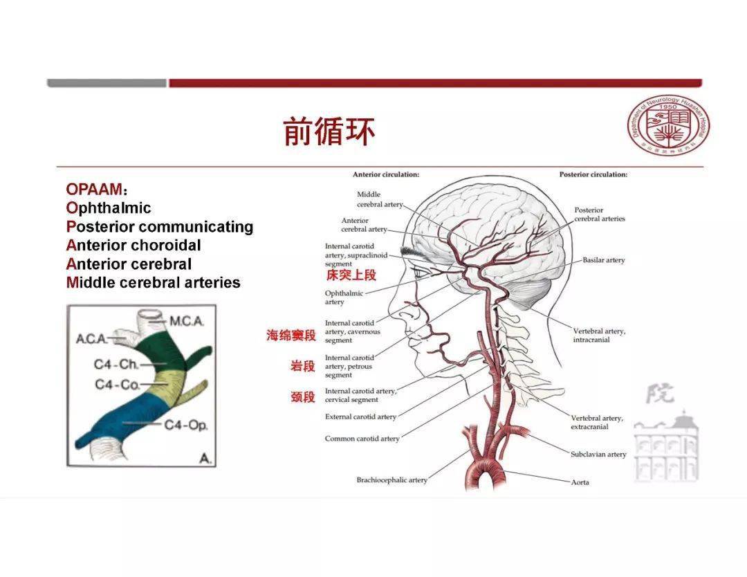 腦血管解剖太複雜一文教你輕鬆掌握