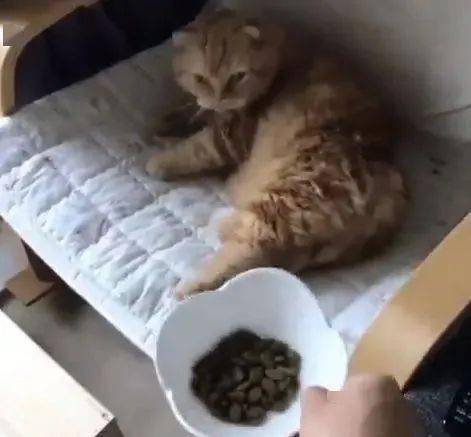 橘猫躺在床上,等着铲屎官亲手给它喂饭,简直就是大爷