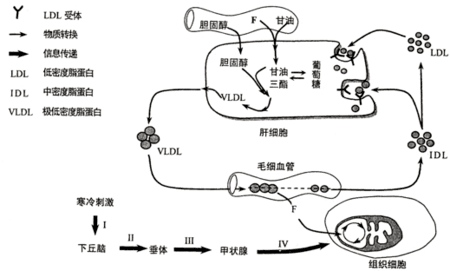 魅力化学 || 人体中的"铁"