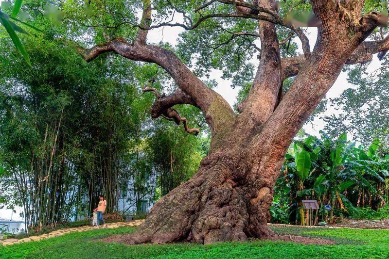这个国庆假期到乐昌唤醒千年樟树王的文化记忆