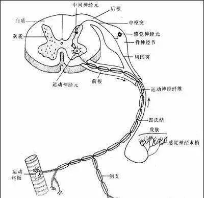 最全神經系統及神經疾病解剖圖(收藏版)_感覺