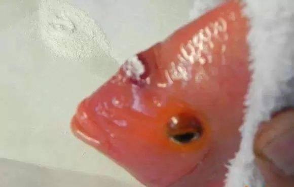 鹦鹉鱼寄生虫图片图片