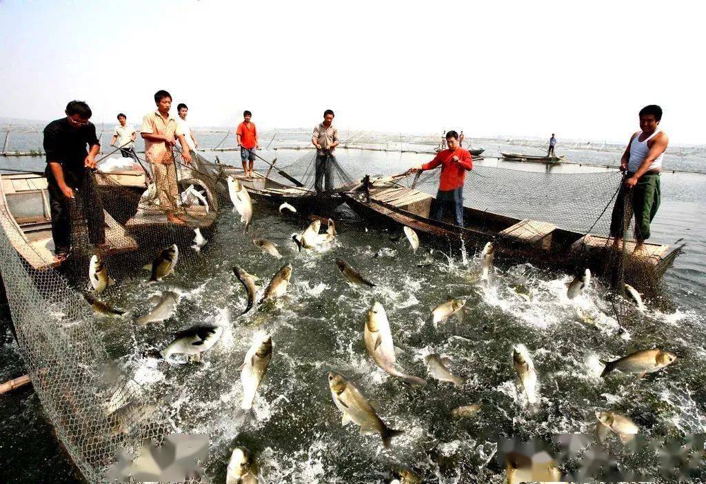 养殖天地鱼也会营养不良淡水鱼营养不良症你了解吗