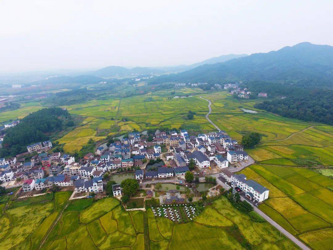 横峰姚家兰子村又是稻子金黄时