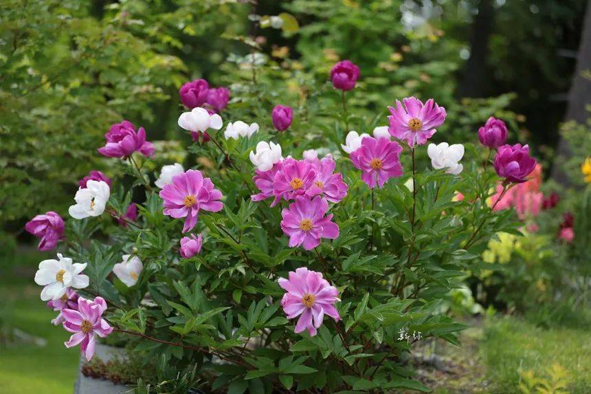 八月末九月初,芍药的蓇葖果成熟.