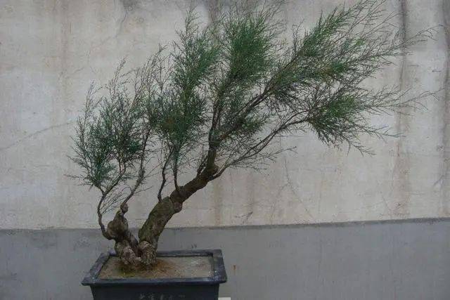 垂柳式柽柳式盆景的制作_枝条