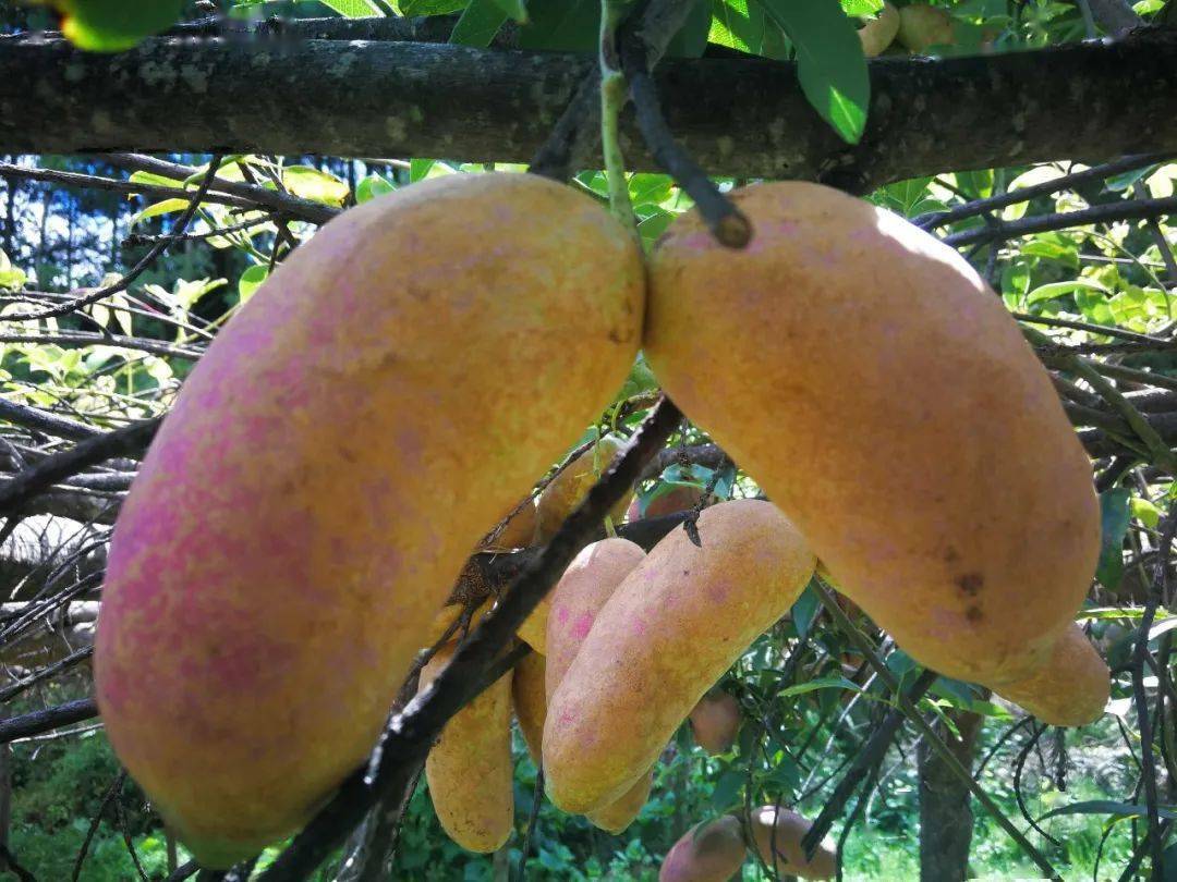 瓦哲村大黑山里结出中华肾果