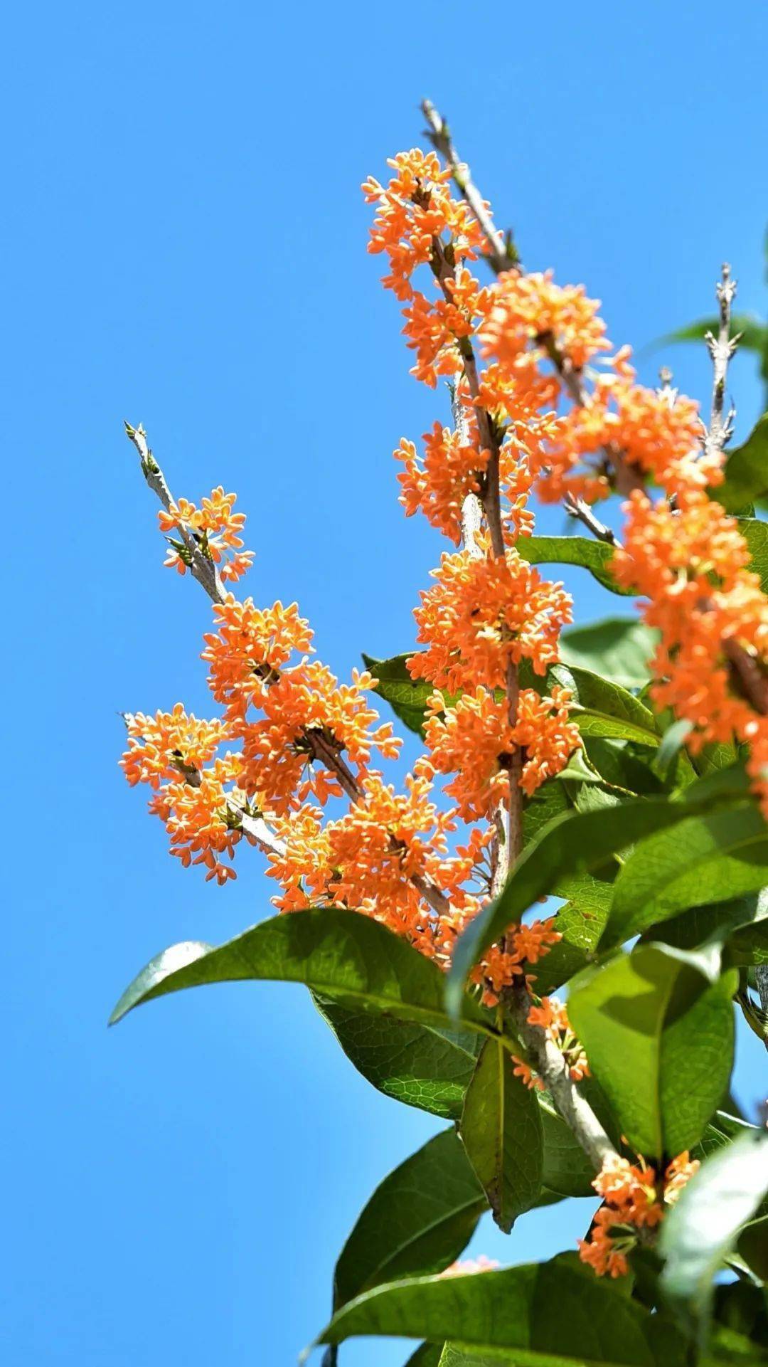 漳平永福:八月桂花香