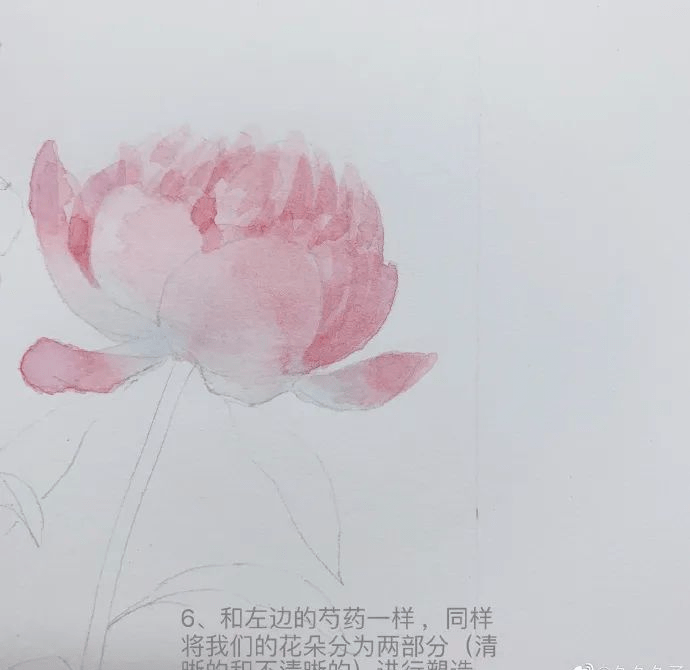 水彩画手绘|淡淡芍药香,水彩芍药详细绘画过程!