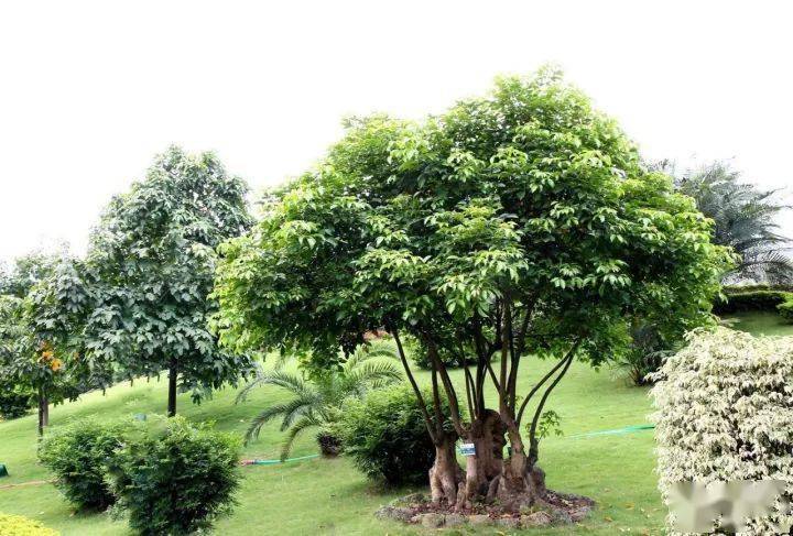 30种最吉祥的庭院主景树