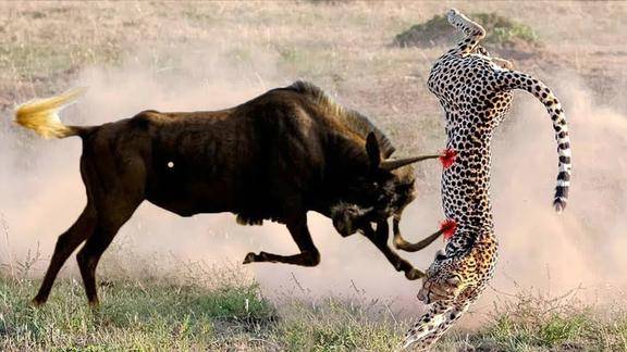 动物世界里的殊死搏斗