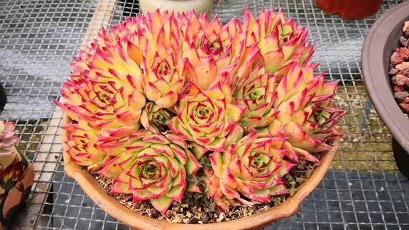 云之南多肉园橙乌木的惊艳亮相你被它美到了吗