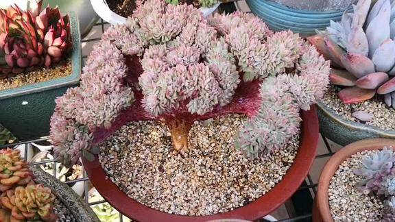 云之南多肉园造型独一无二这盆火焰杯缀化好看吗