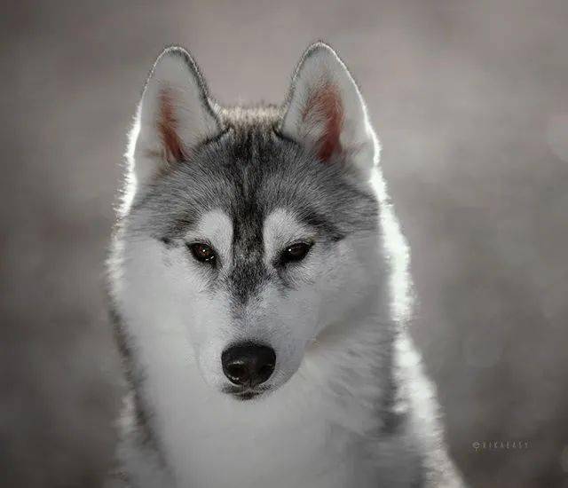 国外一位摄影师家的二哈生宝宝了他镜头下的小二哈也太酷了吧