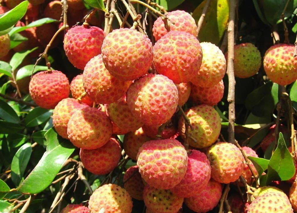 在广西一年四季都有吃不完的水果