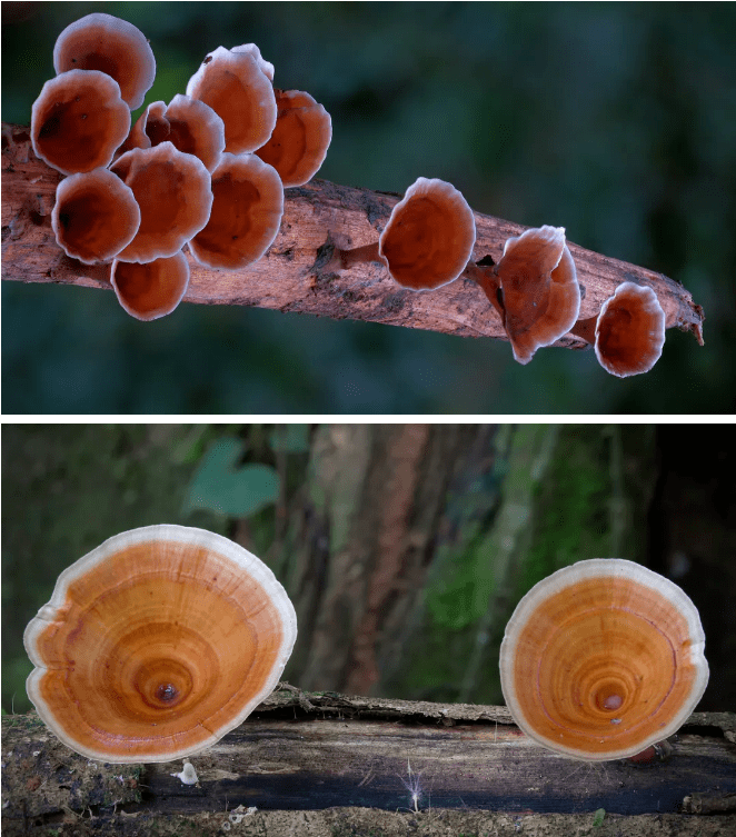 68岁退休老头10年专拍蘑菇,惊艳bbc!中科院也邀请他合作!