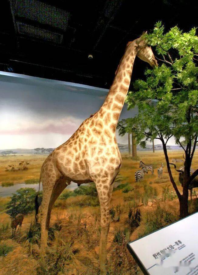 61贝林世界野生动物展采用制作工艺先进,栩栩如生的珍贵动物标本,生