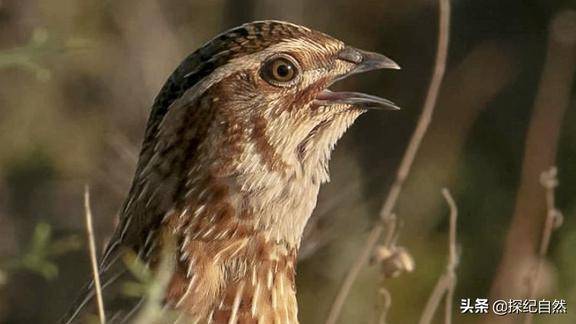 让你听听真正的普通鹌鹑叫声声音充满魔性建议偷偷收藏