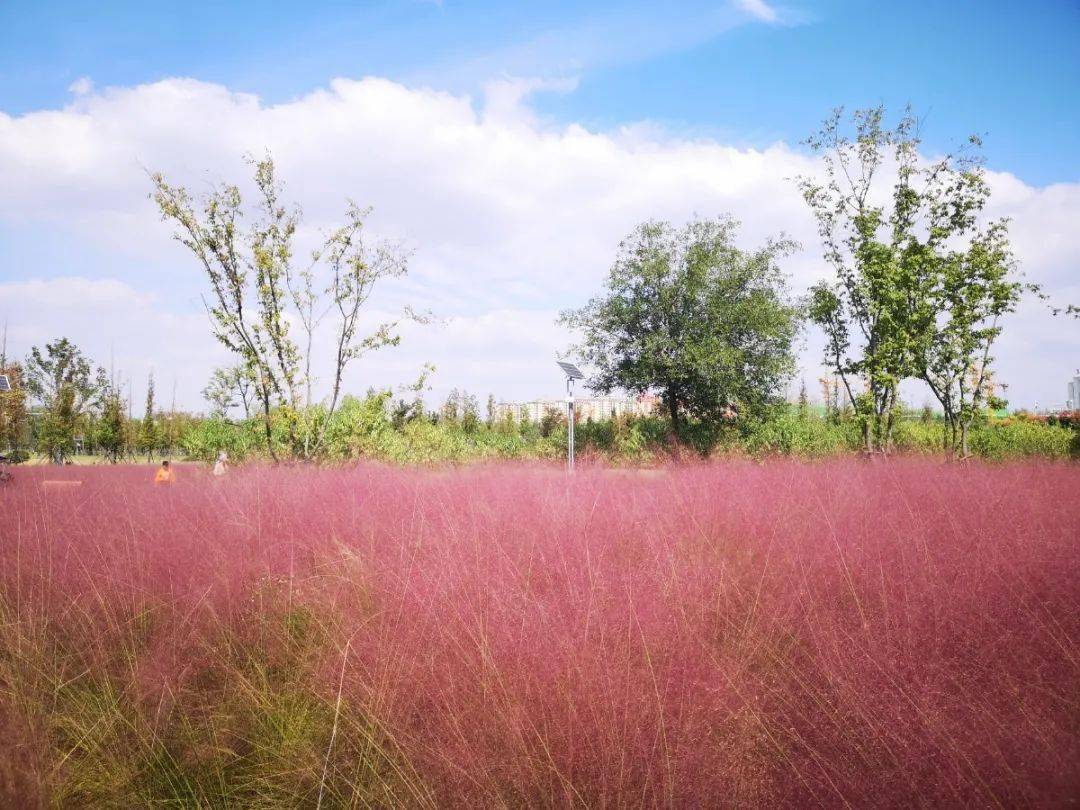 云蒸霞蔚远望整片粉海吸引了无数人打卡粉黛乱子草"网红景点"阜阳北京