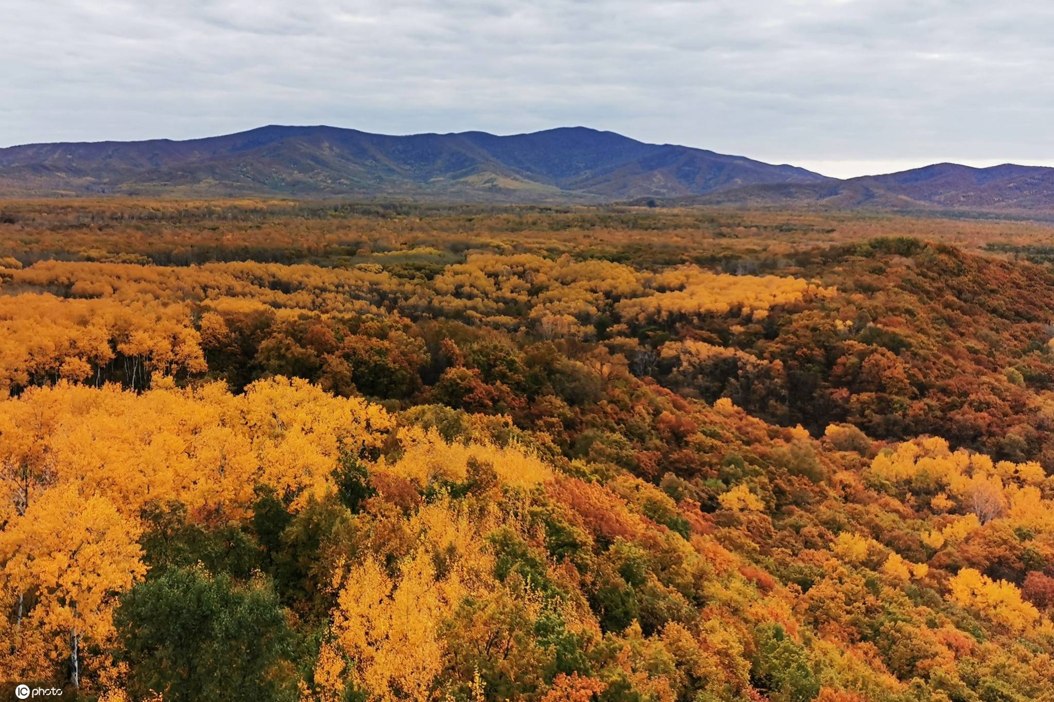 黑龙江勤得利农场:深秋"五花山"色彩斑斓 美景如画