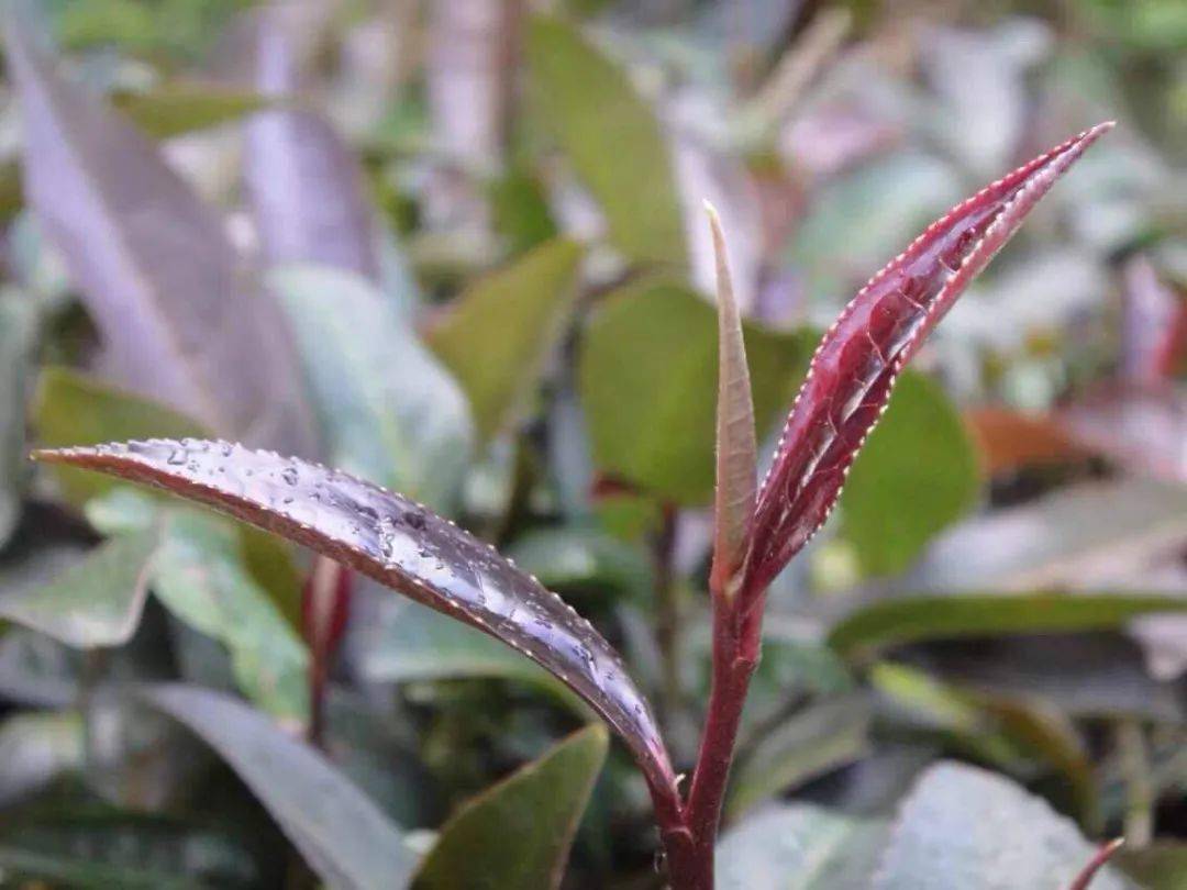 茶树中的"有色人种",你了解多少?