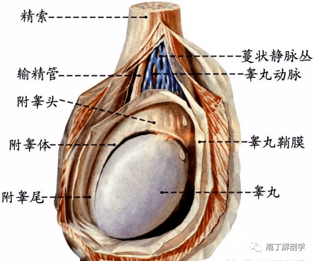 阴囊内部结构图图片