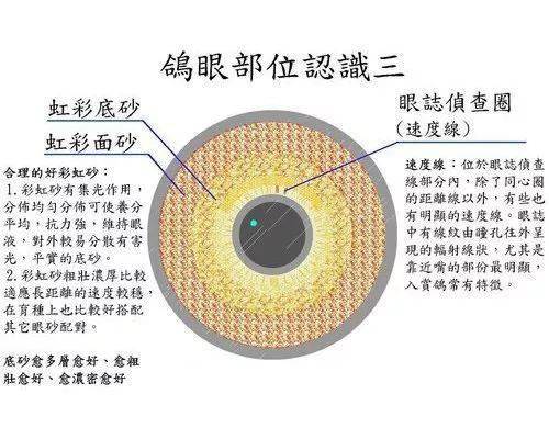 鸽眼讲解图片图片