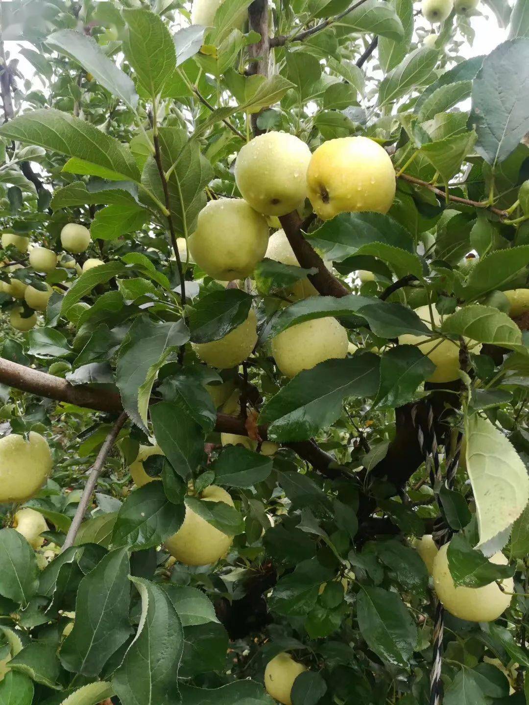 车友福利2020北京曹家果园王林苹果熟了已经开园车友特惠邀您采摘