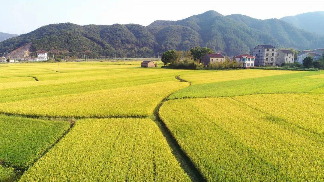 国庆没玩够三门金黄稻田绝美上线平原稻田高山梯田等你来赏