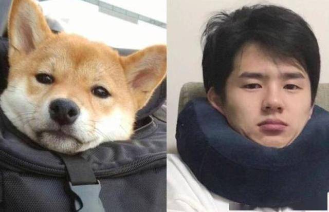 与黄渤不同,刘昊然撞脸柴犬可是实打实,他天生的一种"呆萌感"和柴犬不