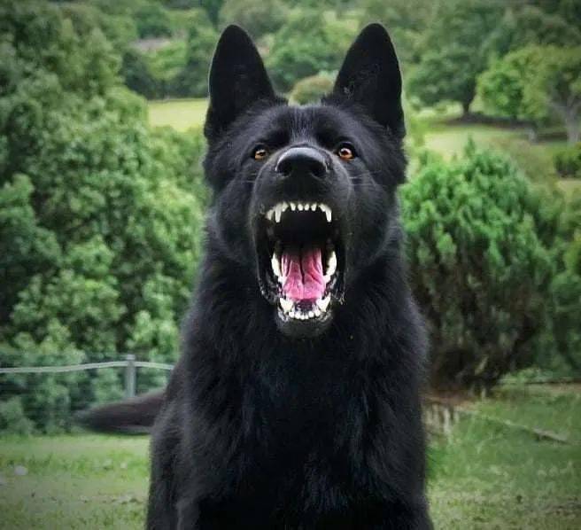 想象中养的德牧vs现实中养的德牧这个娘炮小公主是怎么回事