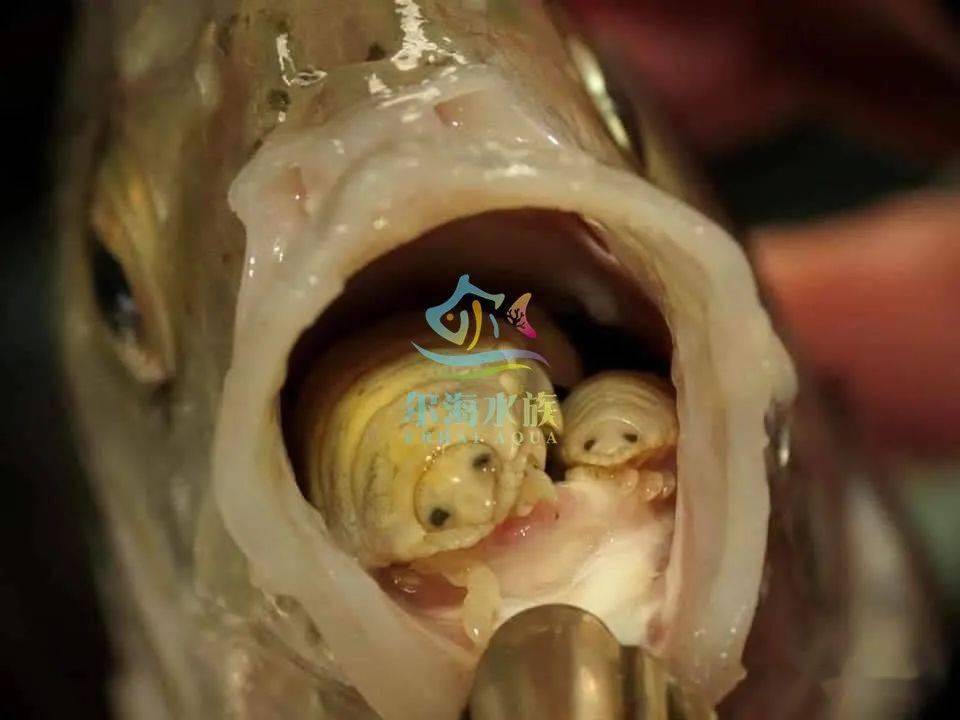 寄生鱼舌头的寄生虫图片
