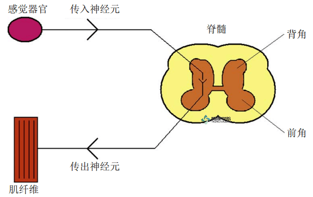 反射弧生物图图片