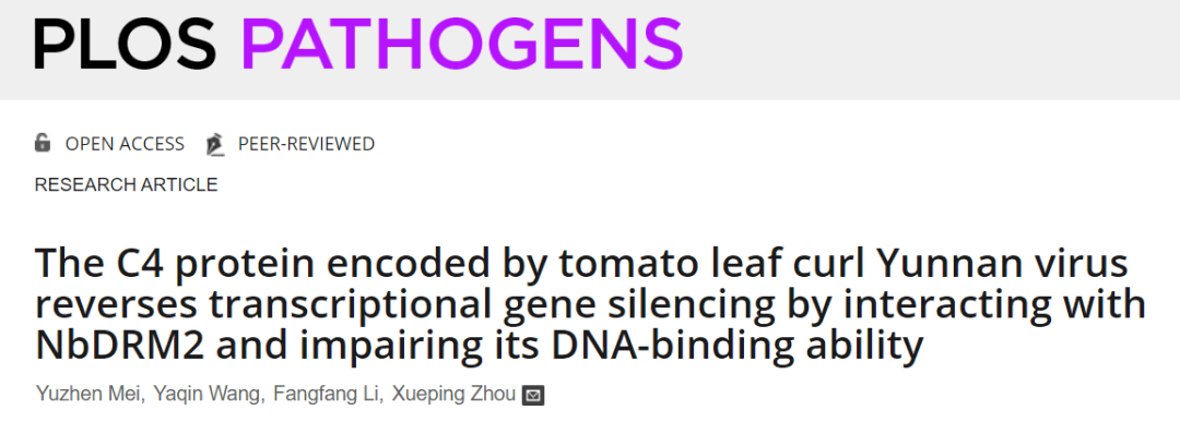中国农科院植物保护所周雪平团队揭示双生病毒抑制植物基因沉默新机制