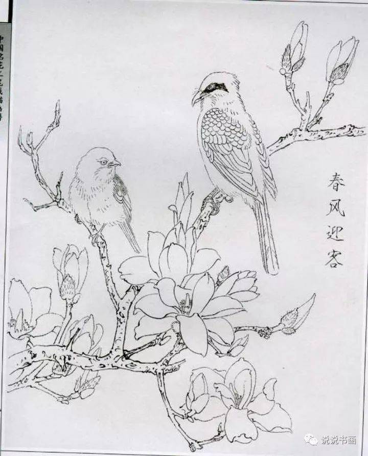 玉兰花~画法详解_白色