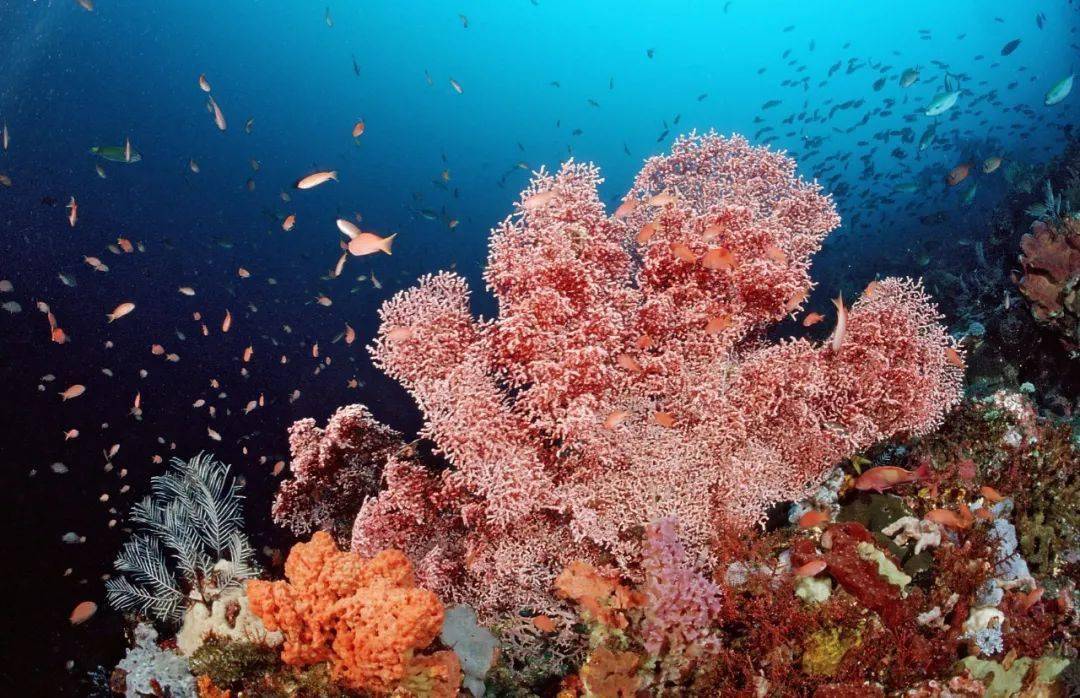 守望地球南海珊瑚礁生态监测和修复