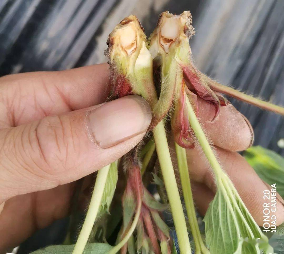 深度剖析草莓空心病