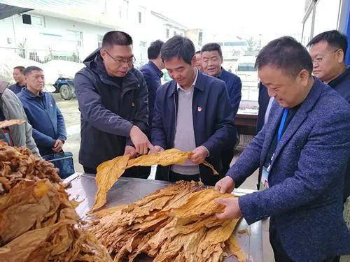 曹家湾镇红星村陇县县委书记杜长生调研产业发展