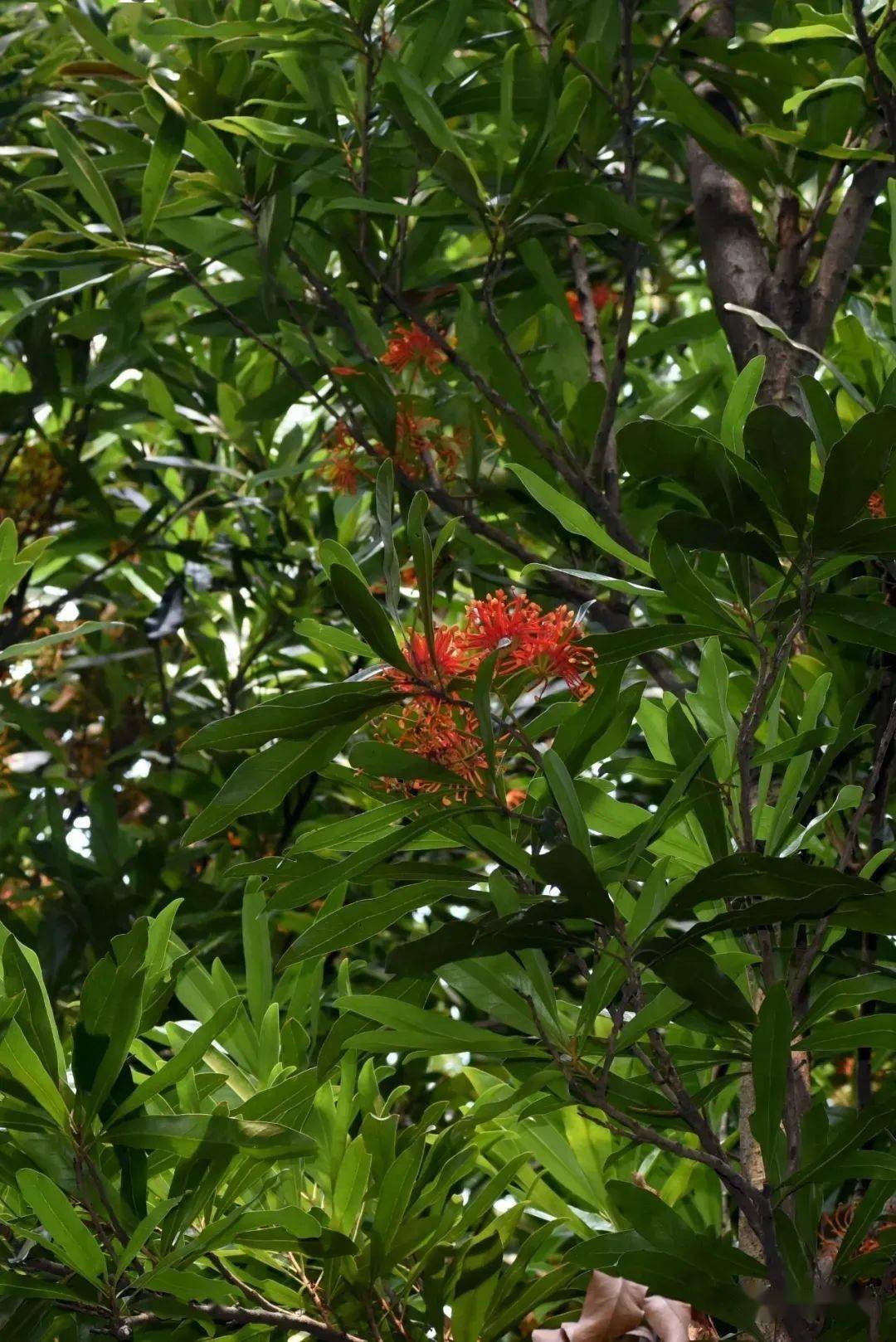 太高了 (大花老鸦嘴,爵床科)