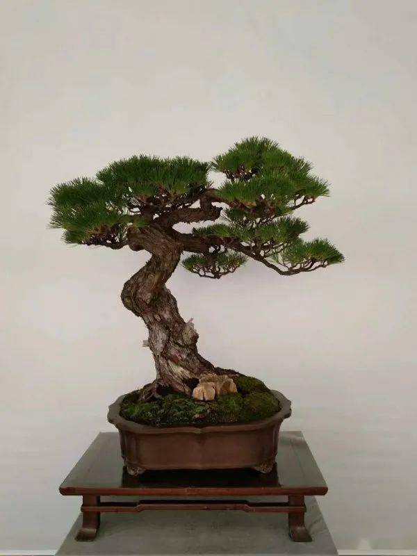 【先睹为快】2020中国尊·中国盆景收藏家藏品国家大展精品上架_活动