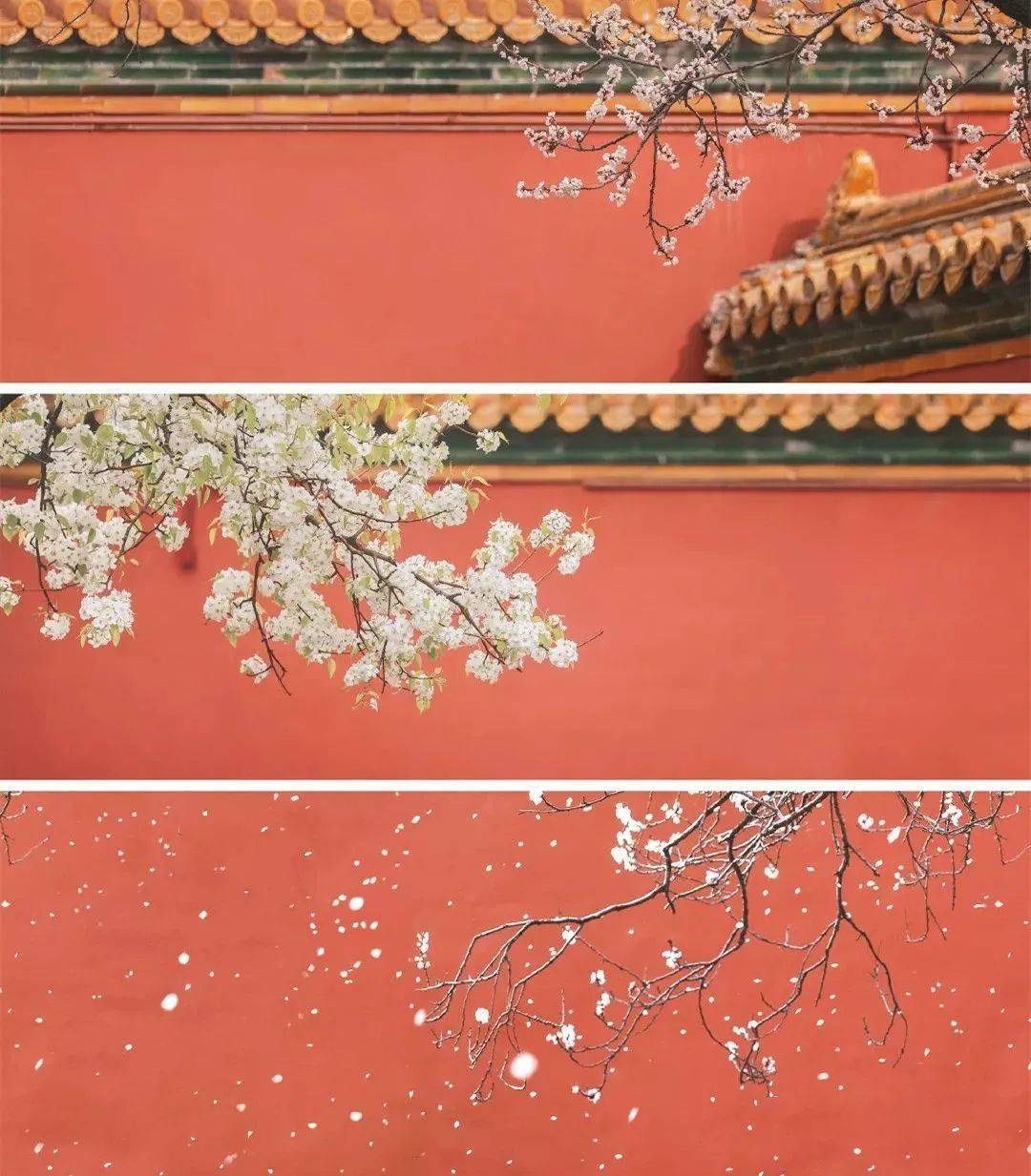 600年风雨一年四季的故宫你见过吗有斗门人一起吗