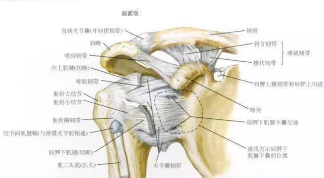 右肩示意图图片