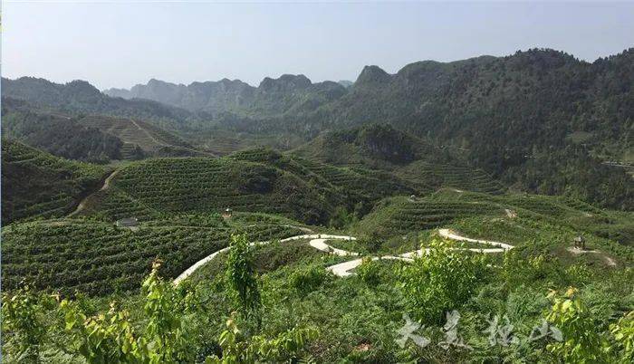 刺梨种植基地