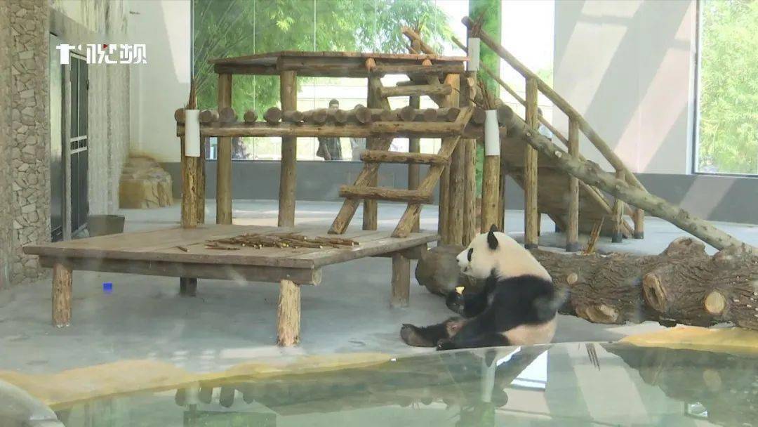 长沙又有大熊猫可以看了!一来就住起了"联排别墅"