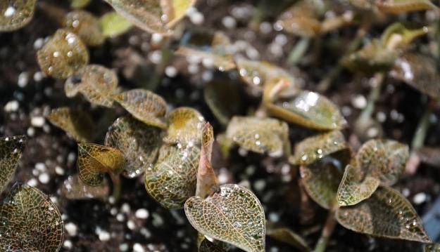 走進江西省蘆溪縣 新泉鄉楊家灣村金線蓮種植基地,一排排金線蓮苗整齊